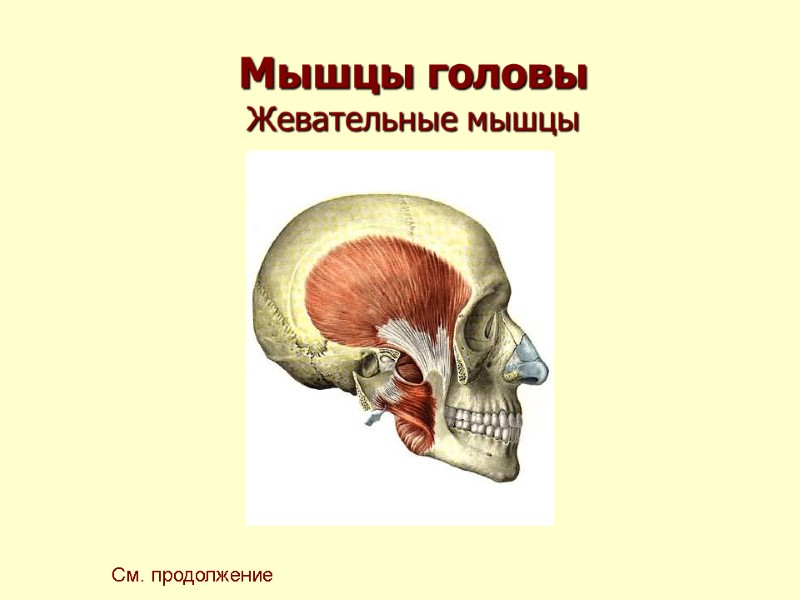 Мышцы головы Жевательные мышцы См. продолжение